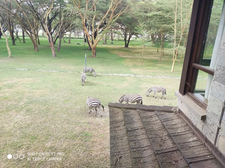 Wildlife grazing beside a geothermal field